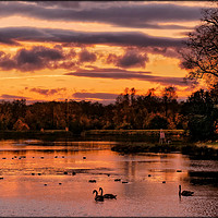 Buy canvas prints of "Swans in the Sunset" by ROS RIDLEY