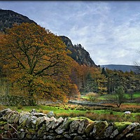 Buy canvas prints of "Autumn in Ennerdale" by ROS RIDLEY