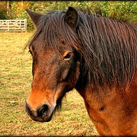 Buy canvas prints of "Portrait of an Exmoor pony" by ROS RIDLEY