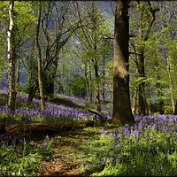 Buy canvas prints of "It was a misty , moonlit night in the bluebell wo by ROS RIDLEY