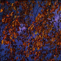 Buy canvas prints of "Trailing Beech against the stars" by ROS RIDLEY