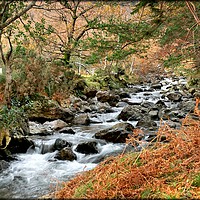 Buy canvas prints of "Autumn Stream" by ROS RIDLEY