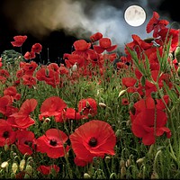 Buy canvas prints of "Moonlit  Poppies" by ROS RIDLEY