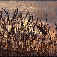Buy canvas prints of "Reeds in a breeze" by ROS RIDLEY