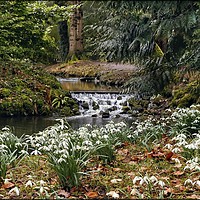 Buy canvas prints of "Snowdrops by an icy stream" by ROS RIDLEY