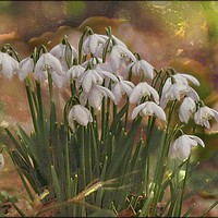 Buy canvas prints of "Snowdrops in the magic glade" by ROS RIDLEY