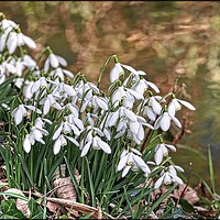 Buy canvas prints of "Snowdrops by the stream" by ROS RIDLEY