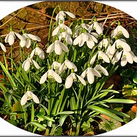 Buy canvas prints of "Snowdrops in memory" by ROS RIDLEY