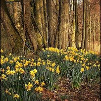 Buy canvas prints of "Daffodils in the wood" by ROS RIDLEY