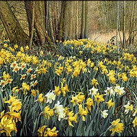 Buy canvas prints of "Daffodils in the wood 2" by ROS RIDLEY