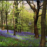 Buy canvas prints of "Ancient bluebell wood" by ROS RIDLEY