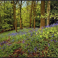Buy canvas prints of "Beech leaves and bluebells" by ROS RIDLEY