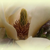 Buy canvas prints of "Soft Magnolia" by ROS RIDLEY