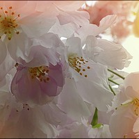 Buy canvas prints of "Blossoms in the breeze" by ROS RIDLEY