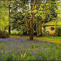 Buy canvas prints of "Little Arbour  in the Bluebell wood" by ROS RIDLEY