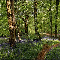 Buy canvas prints of "Taking a stroll through a sunny wood" by ROS RIDLEY