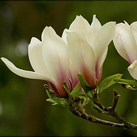 Buy canvas prints of "Soft Magnolia 2 " by ROS RIDLEY