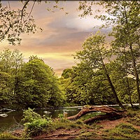 Buy canvas prints of "Sunrise over the river Swale" by ROS RIDLEY