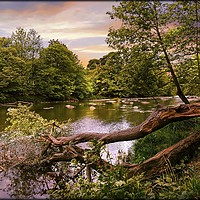 Buy canvas prints of "Fallen tree at the river" by ROS RIDLEY
