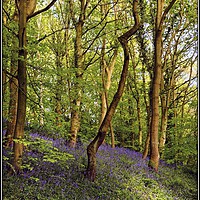 Buy canvas prints of "The Bluebell wood" by ROS RIDLEY