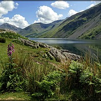 Buy canvas prints of "Foxglove and reflections at Wastwater" by ROS RIDLEY