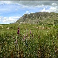 Buy canvas prints of "Bronzing grasses and foxgloves  at Wasdale" by ROS RIDLEY