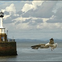 Buy canvas prints of "Coming in to land" by ROS RIDLEY