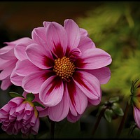 Buy canvas prints of "Pink Dahlias" by ROS RIDLEY
