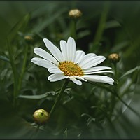 Buy canvas prints of "Ox Eye Daisy" by ROS RIDLEY