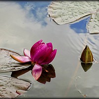 Buy canvas prints of "Blue sky reflections at the lily pond" by ROS RIDLEY