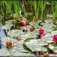 Buy canvas prints of "Raindrops on lily pads" by ROS RIDLEY
