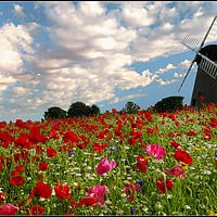 Buy canvas prints of "Old Windmill in the poppy fields" by ROS RIDLEY