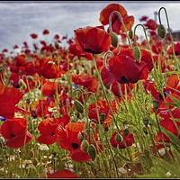 Buy canvas prints of "Poppies in the breeze" by ROS RIDLEY