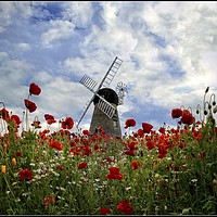 Buy canvas prints of "Windmill in the poppy field" by ROS RIDLEY