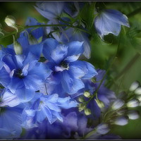 Buy canvas prints of "Soft focus Blue Delphiniums" by ROS RIDLEY