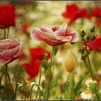 Buy canvas prints of "Antique poppies" by ROS RIDLEY