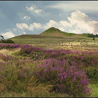 Buy canvas prints of "Heather on the North York Moors" by ROS RIDLEY