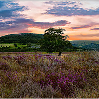 Buy canvas prints of "Setting sun North York Moors" by ROS RIDLEY