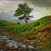 Buy canvas prints of "Storm clouds gather at Bollihope" by ROS RIDLEY