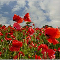 Buy canvas prints of "Poppy field" by ROS RIDLEY