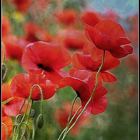 Buy canvas prints of "Arty Poppies" by ROS RIDLEY