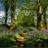 Buy canvas prints of "Afternoon sunshine in the bluebell wood" by ROS RIDLEY
