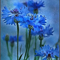 Buy canvas prints of "Cornflowers in the breeze" by ROS RIDLEY