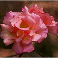 Buy canvas prints of "Antique rose" by ROS RIDLEY