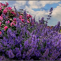 Buy canvas prints of "Lavender and Roses" by ROS RIDLEY