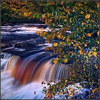 Buy canvas prints of "Autumn tree at Richmond waterfall" by ROS RIDLEY