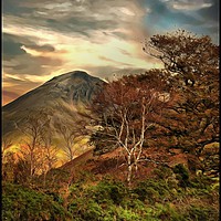 Buy canvas prints of "Trees at Great Gable" by ROS RIDLEY