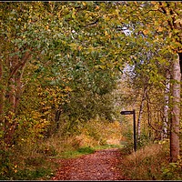 Buy canvas prints of "A walk in the Autumn woods" by ROS RIDLEY