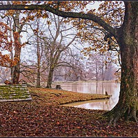 Buy canvas prints of "Misty day by an Autumn lake " by ROS RIDLEY