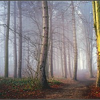 Buy canvas prints of "A distant light in a foggy wood" by ROS RIDLEY